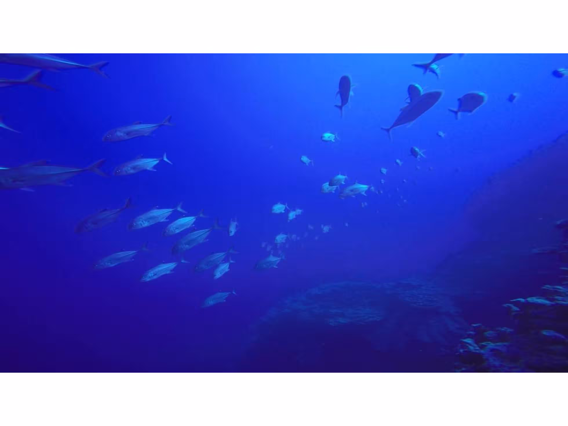 Dive Aitutaki big-eye-trevally