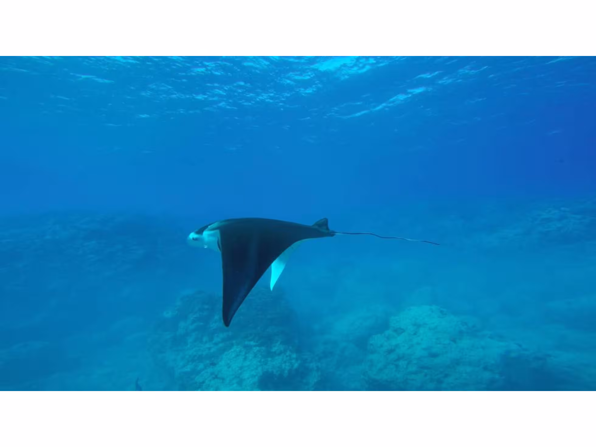 Dive Aitutaki manta