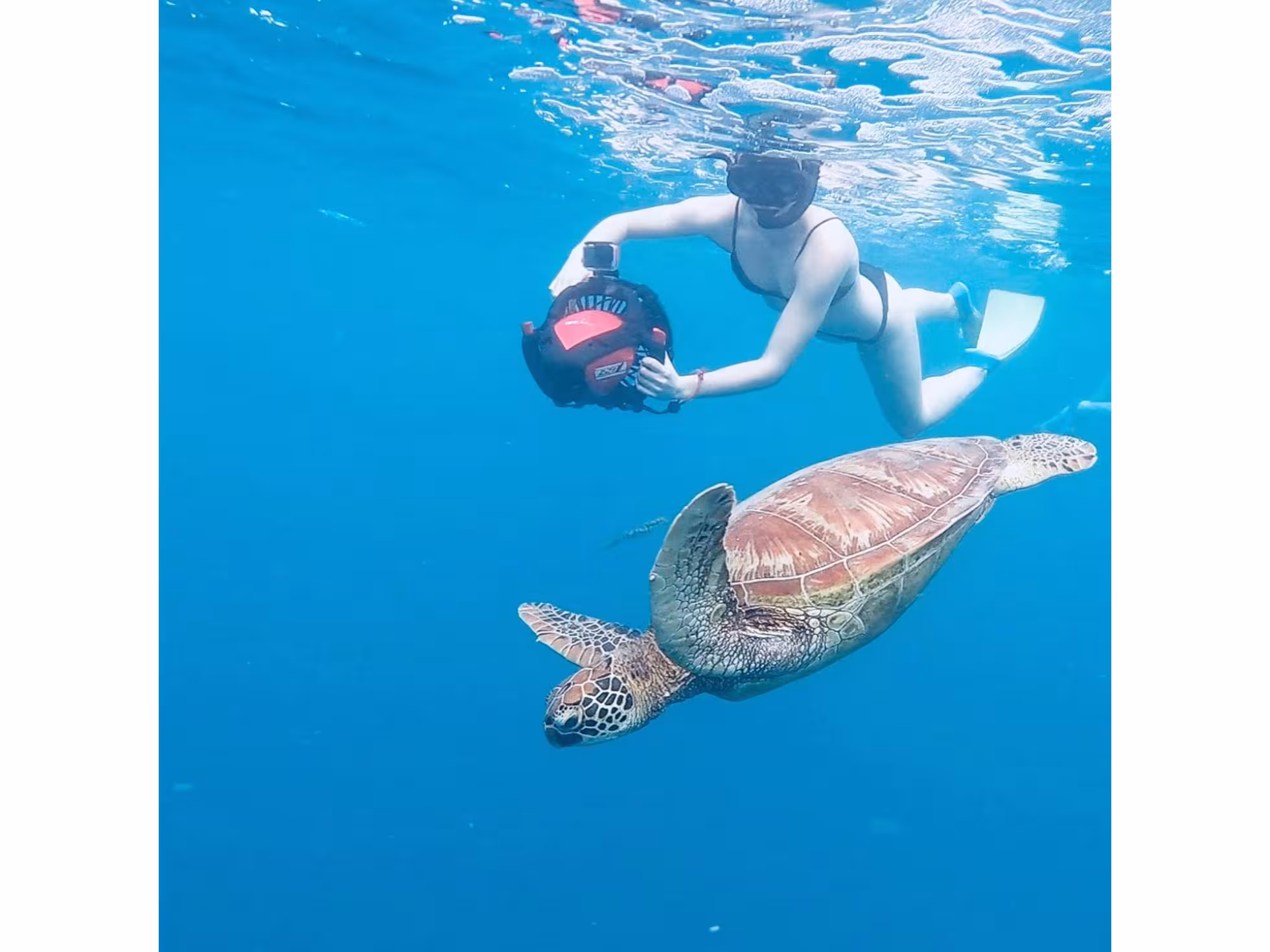 Turtle Sea Scooter Safari with Ariki Adventures Rarotonga