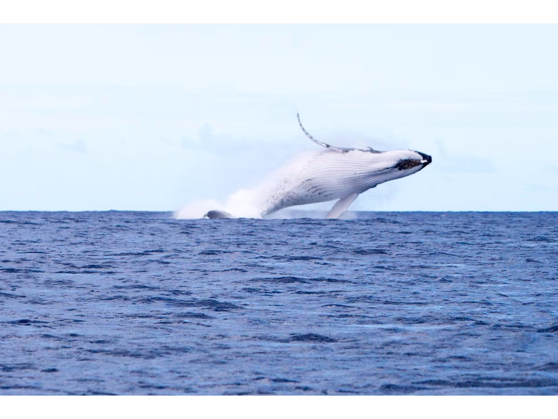 Whale Watching Tours in Rarotonga with Rongohiva WaterSports