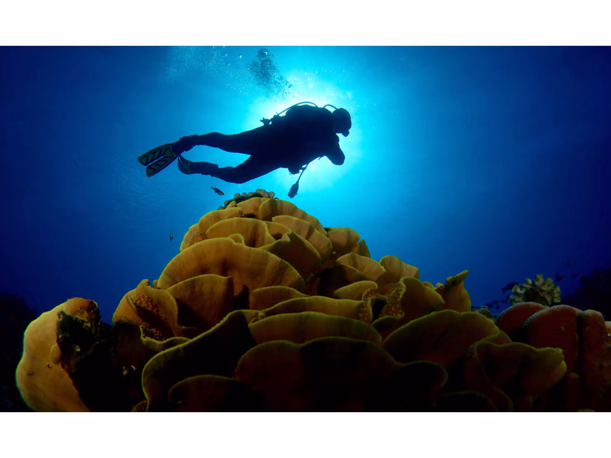 Diving 1