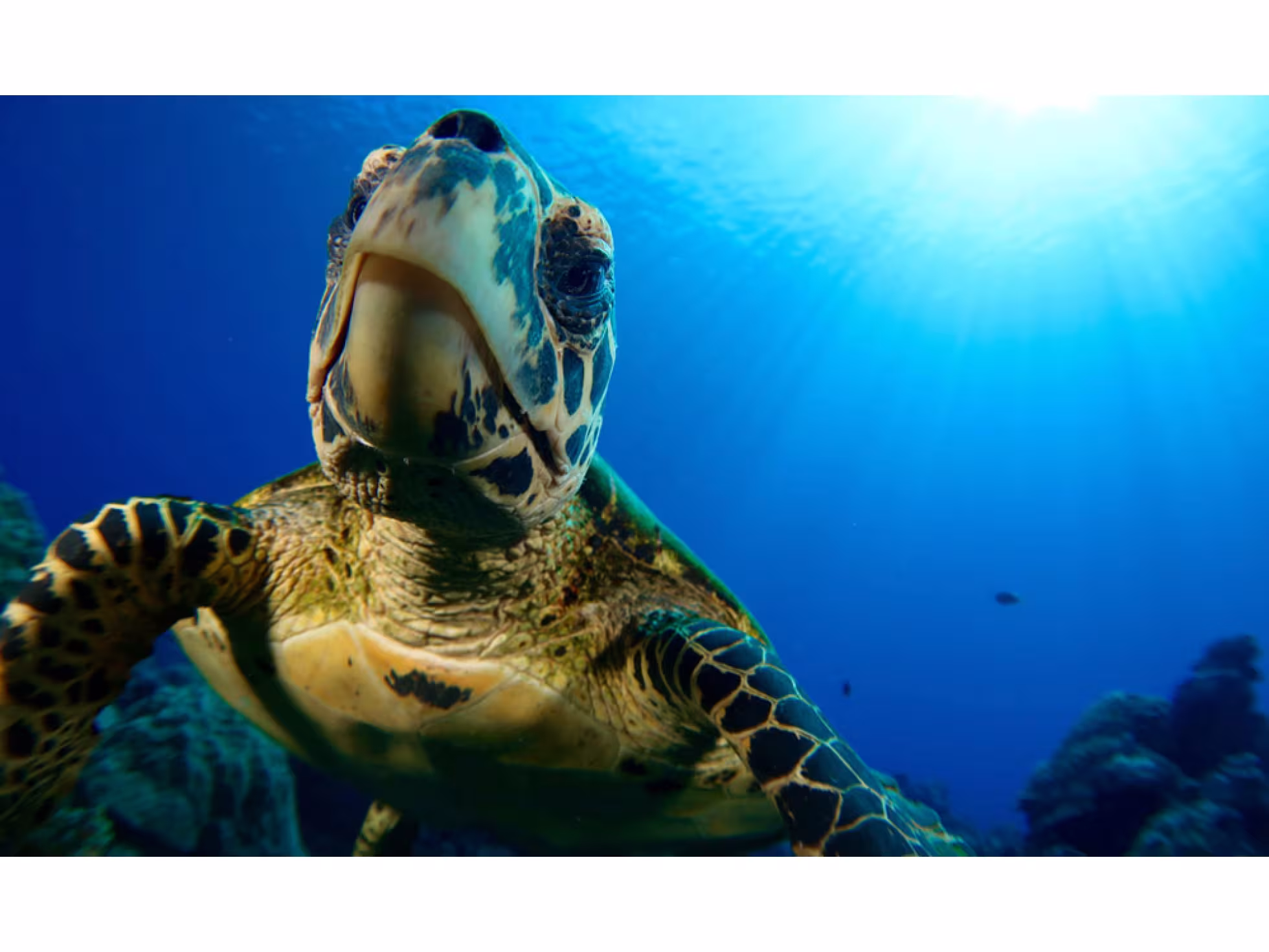Diving 2
