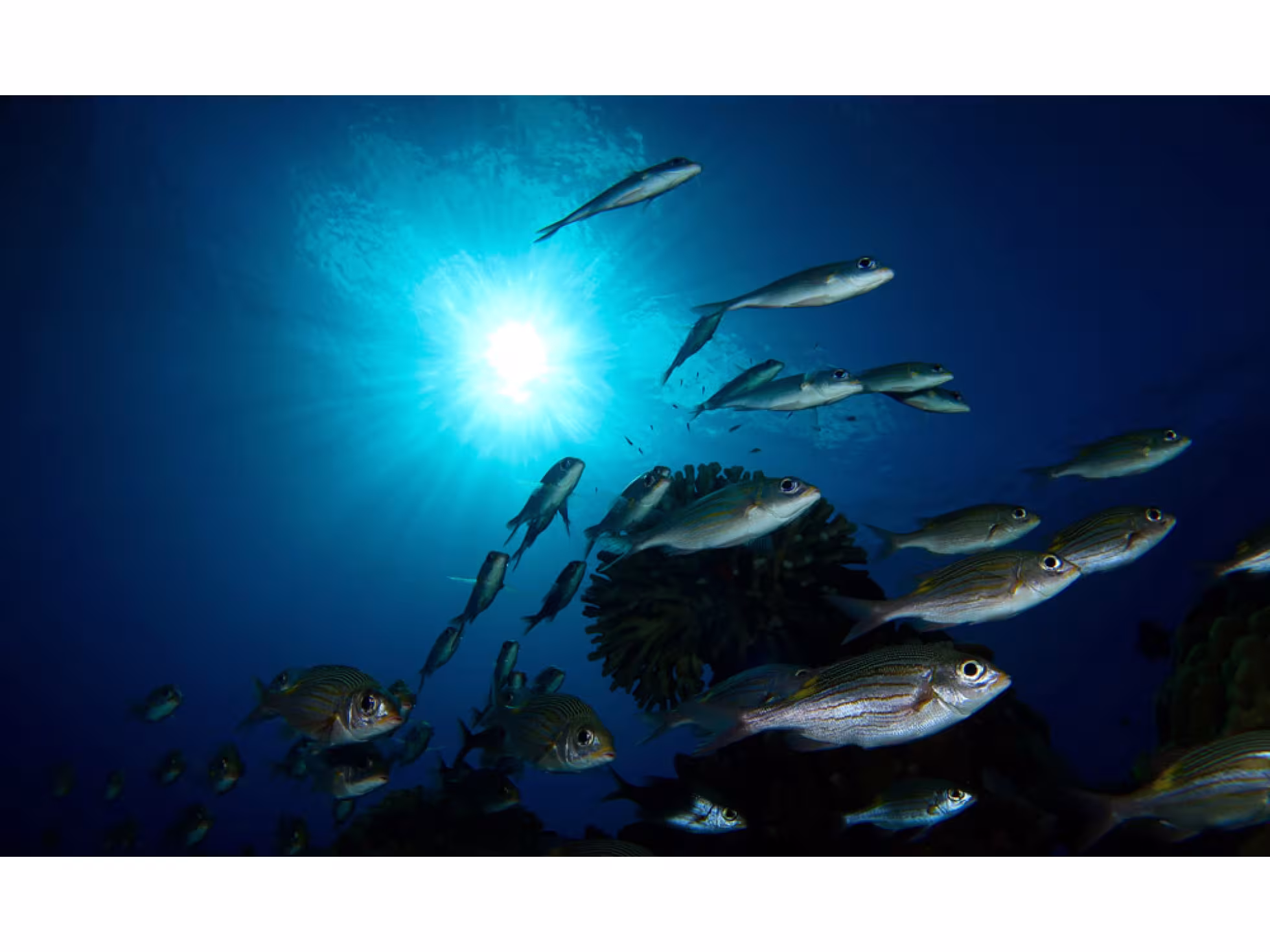 Diving 4