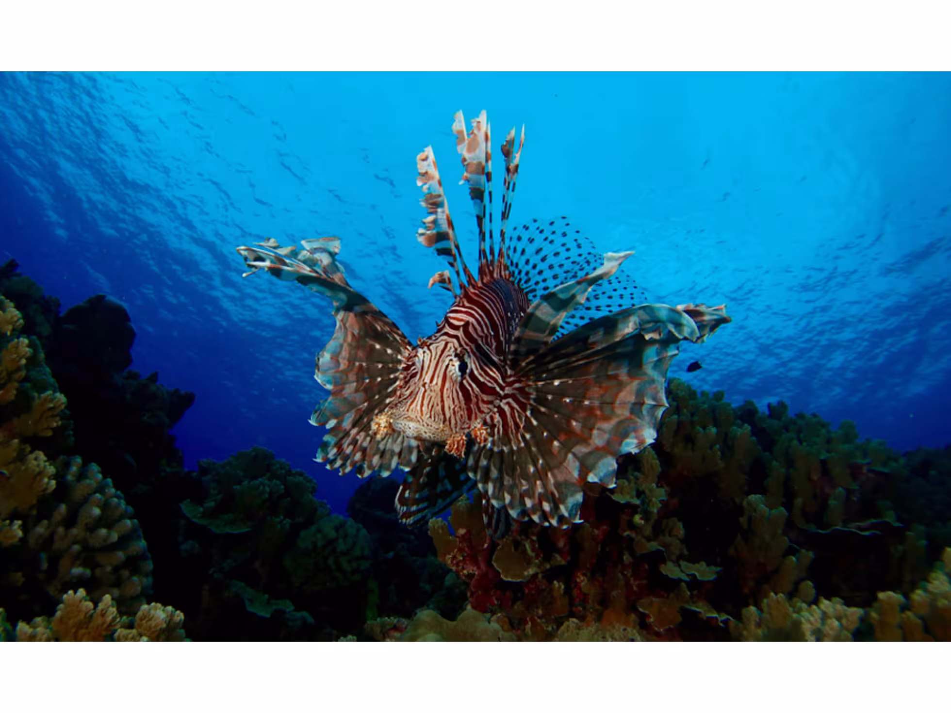 Diving 5
