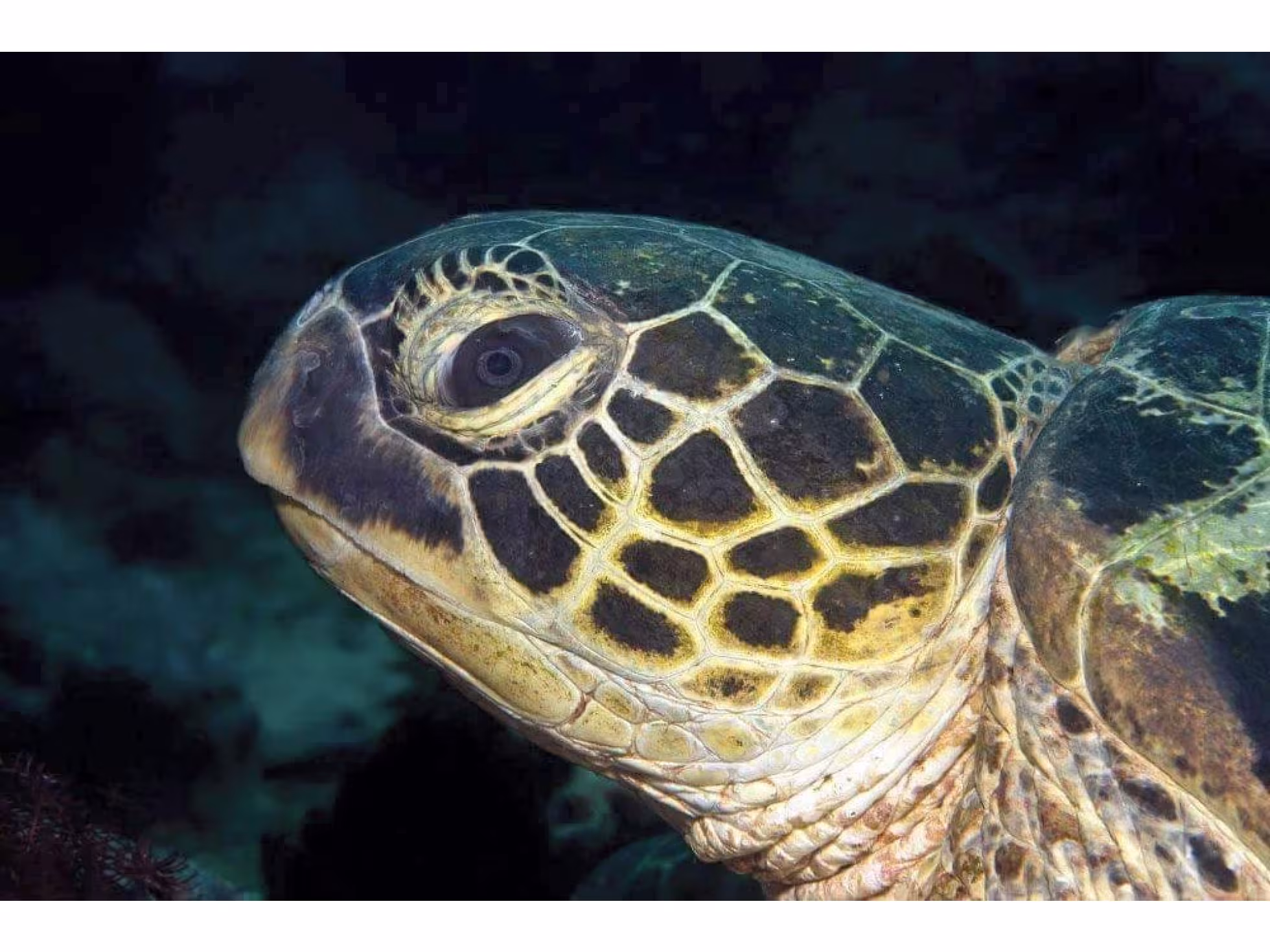 Dive Rarotonga Ltd - Green turtle.JPG