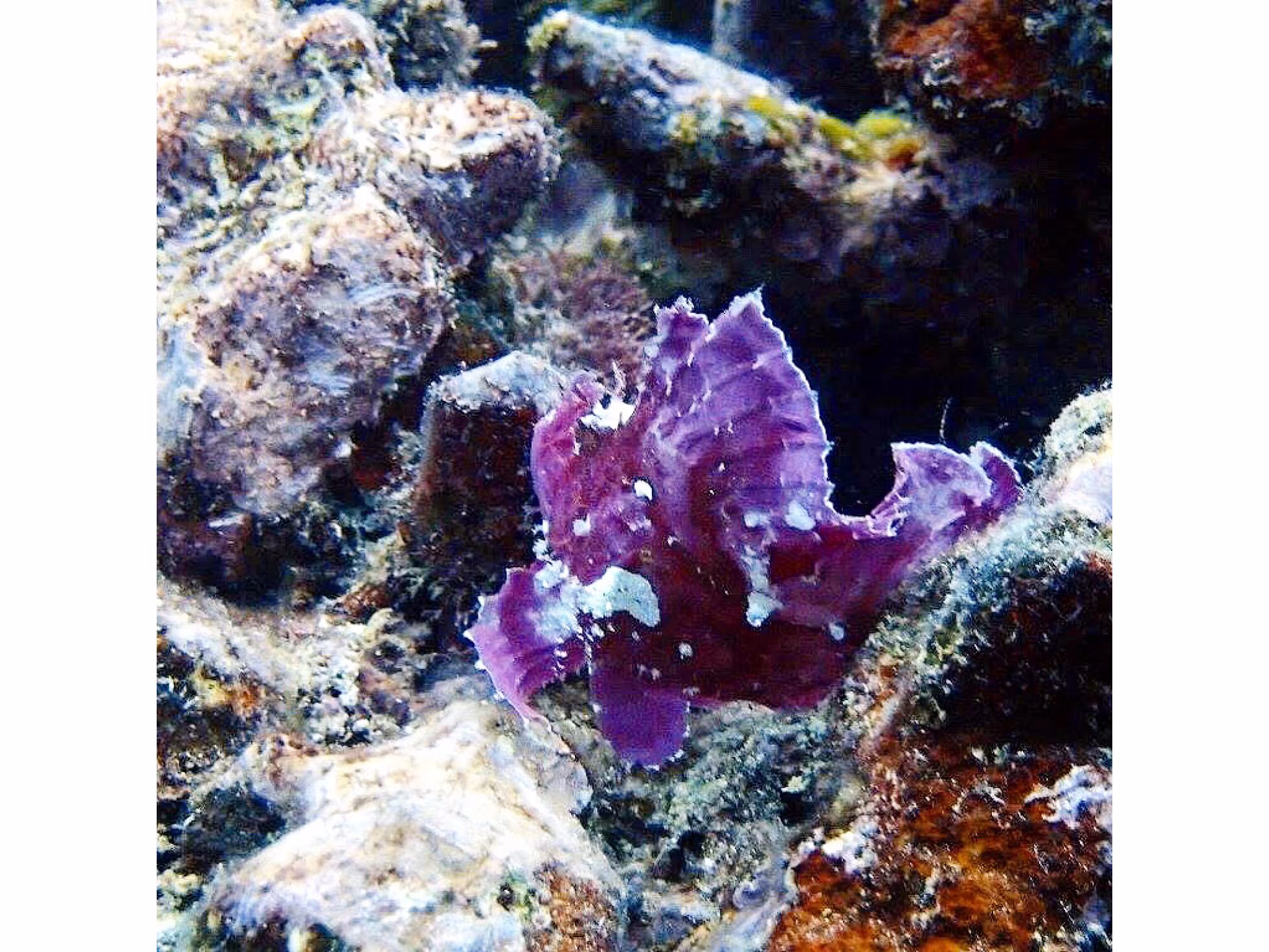 Dive Rarotonga Ltd - Leaf Scorpion Fish.JPG 