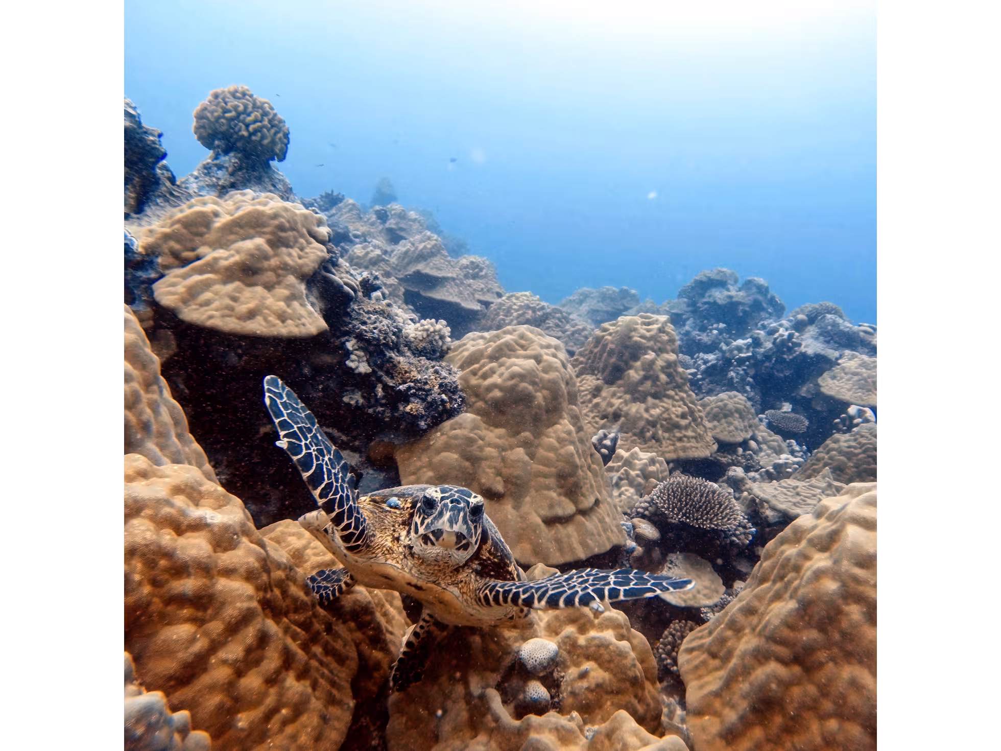 Dive Rarotonga Ltd - Turtle Corals.JPG 