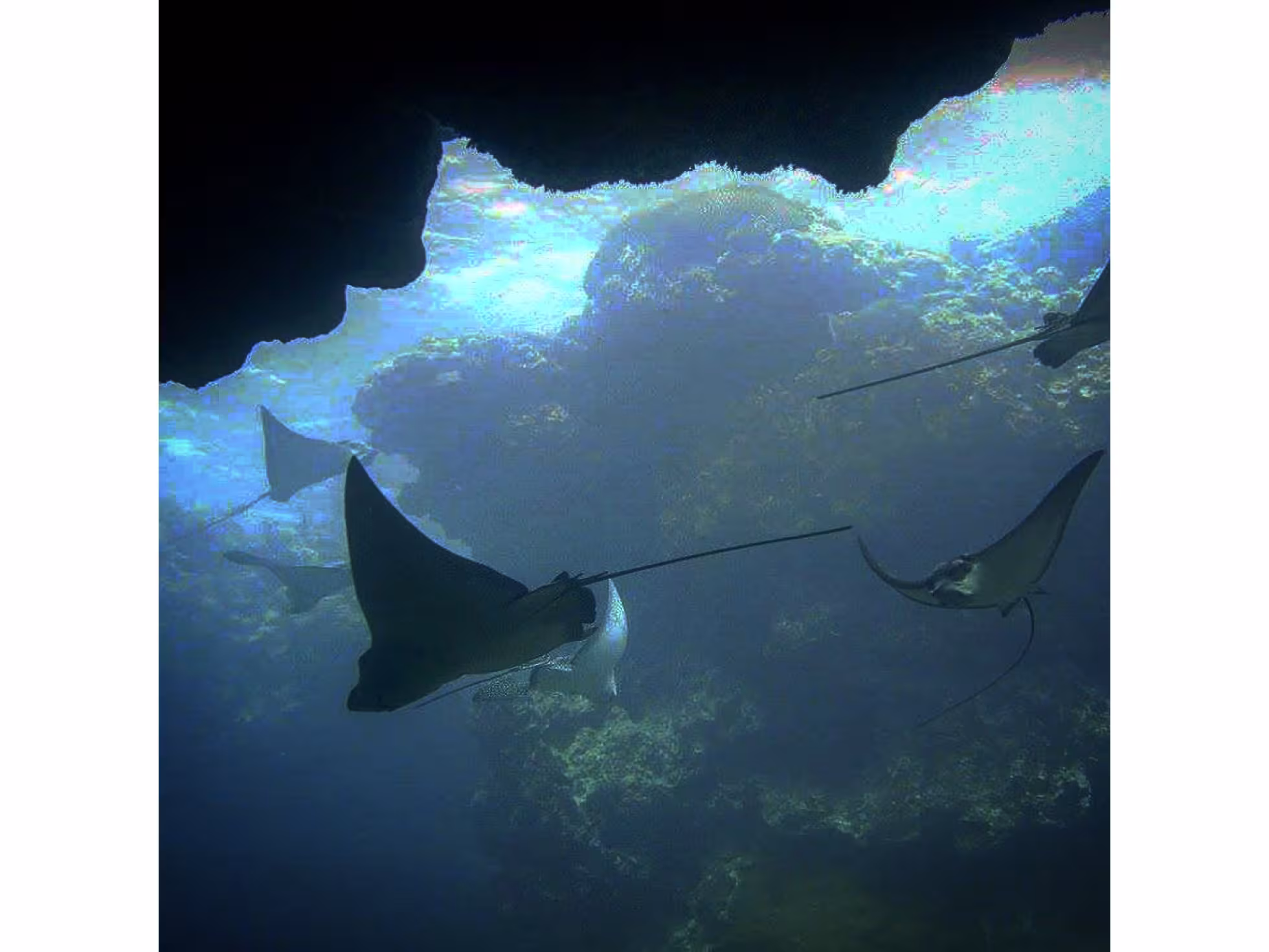 Dive Rarotonga Ltd- Eagle Rays.jpeg 