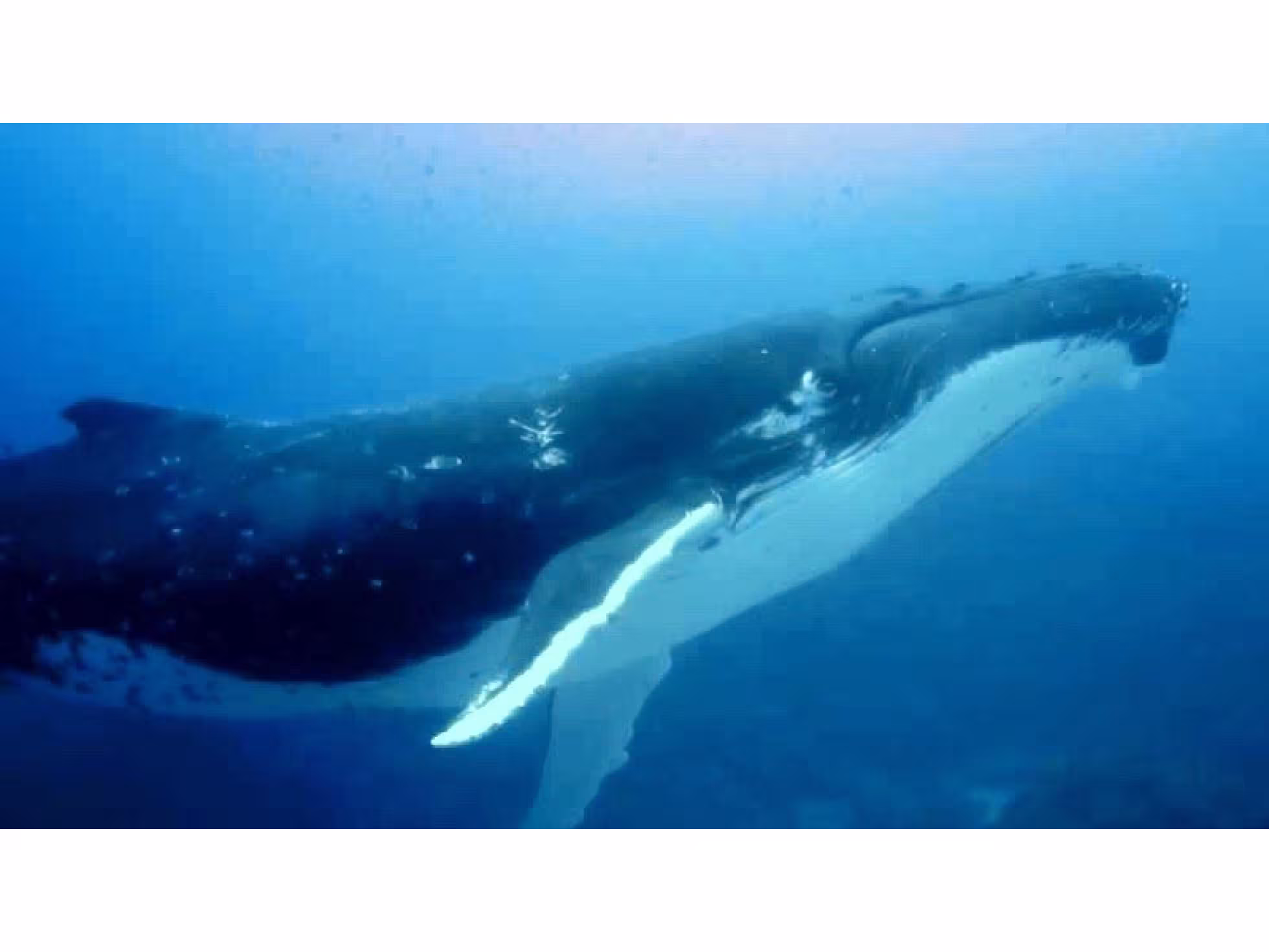 Dive Rarotonga Ltd- Humpback (2).jpg 