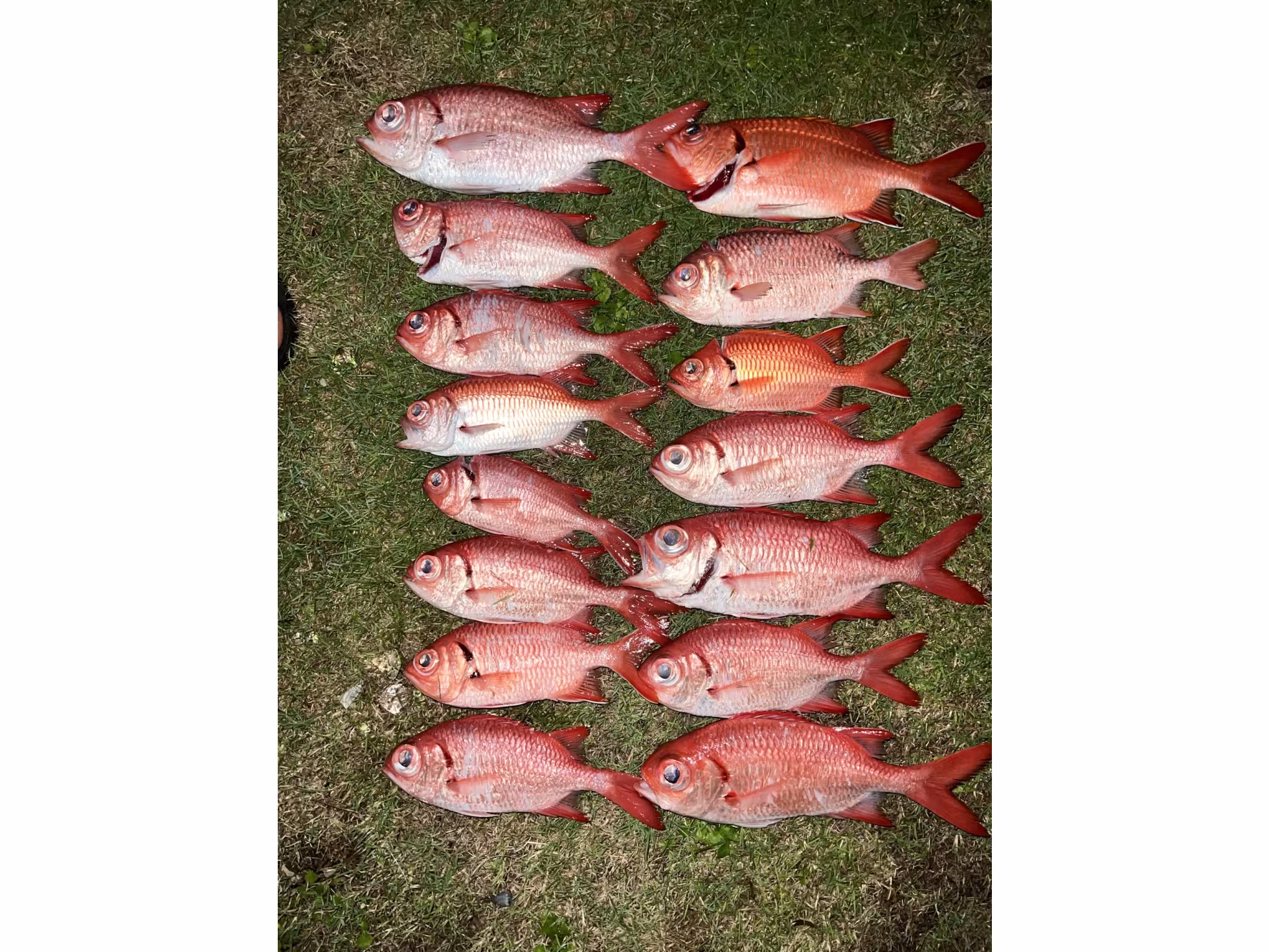 Robbie’s GT fishing charters