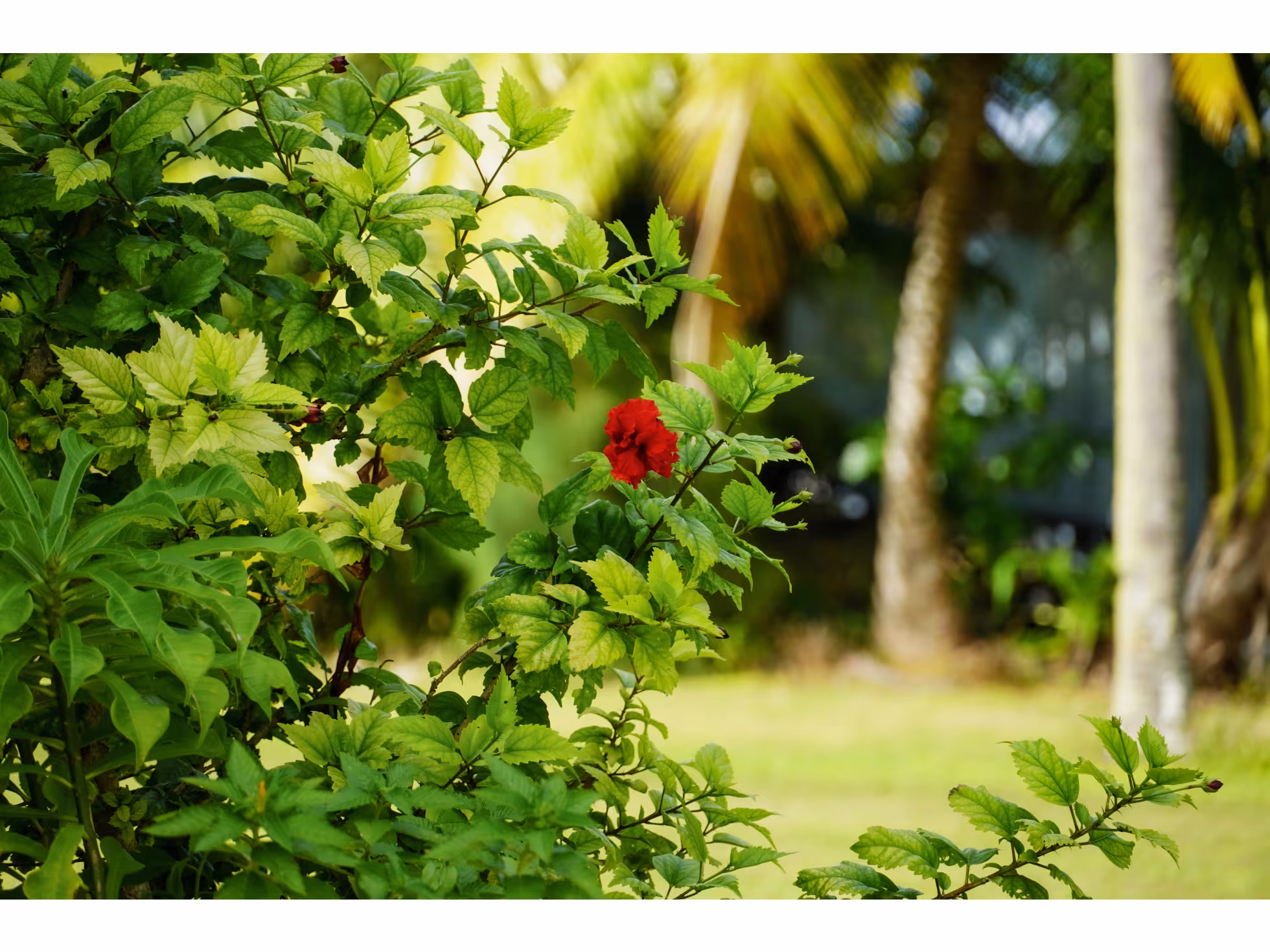 Gina's Garden Lodge 