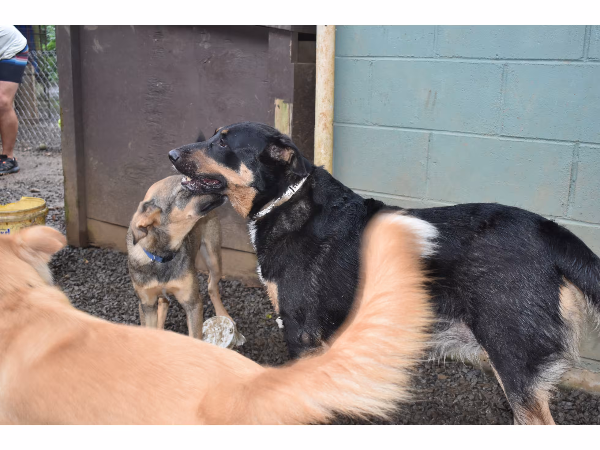 CISPCA 4