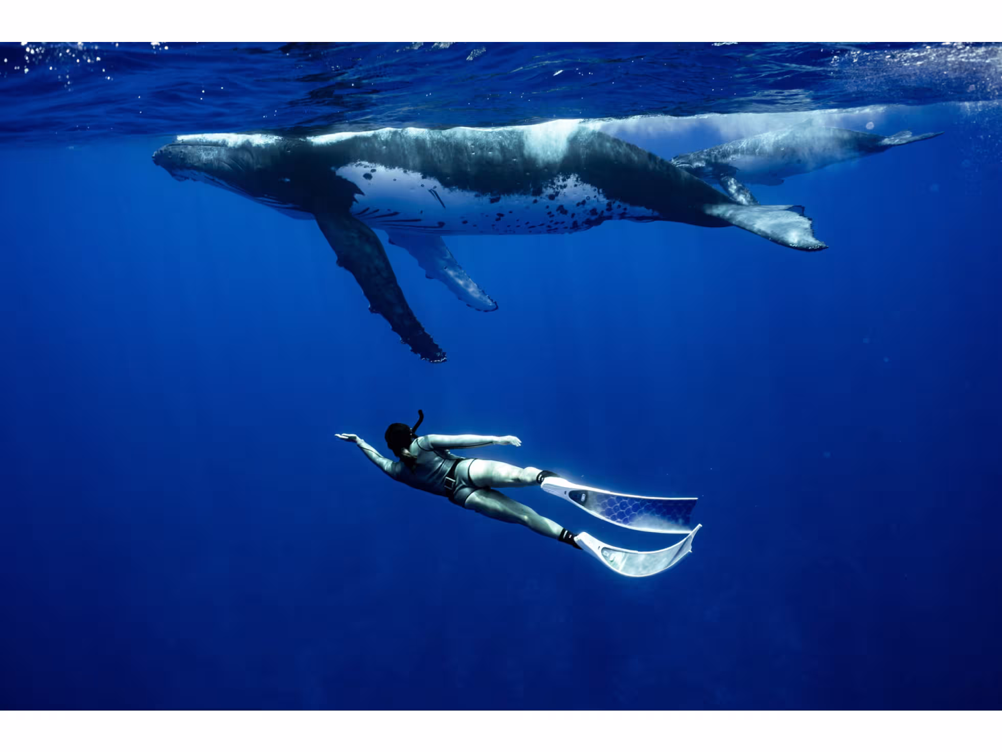 whales-swim-with-humpback-whales.jpg