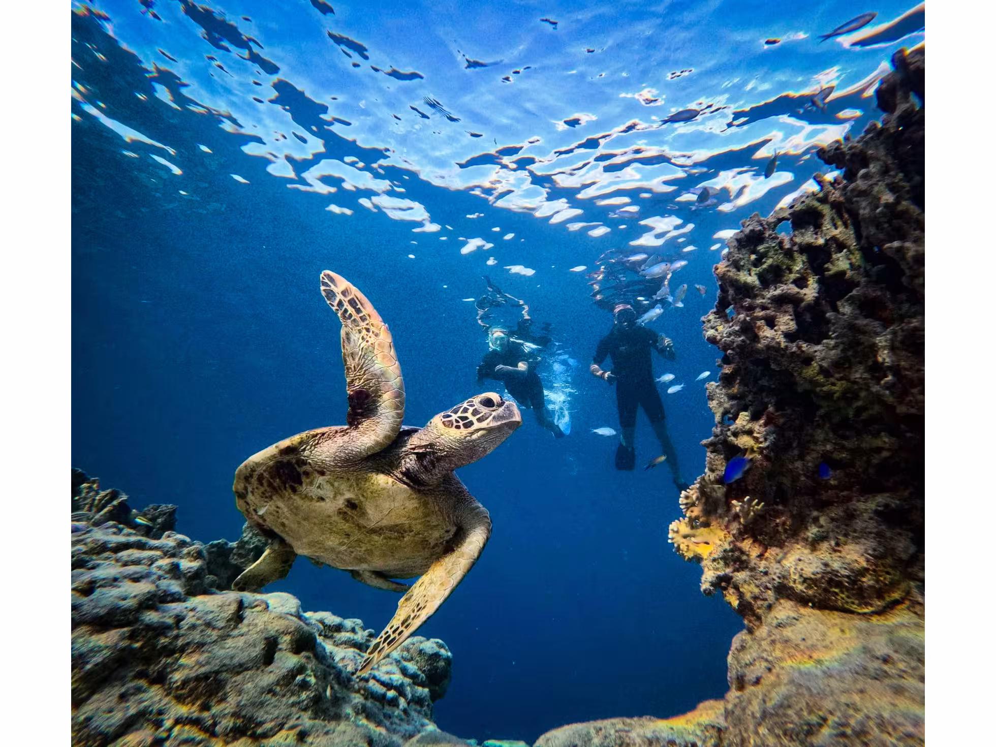 Ariki Turtle 4