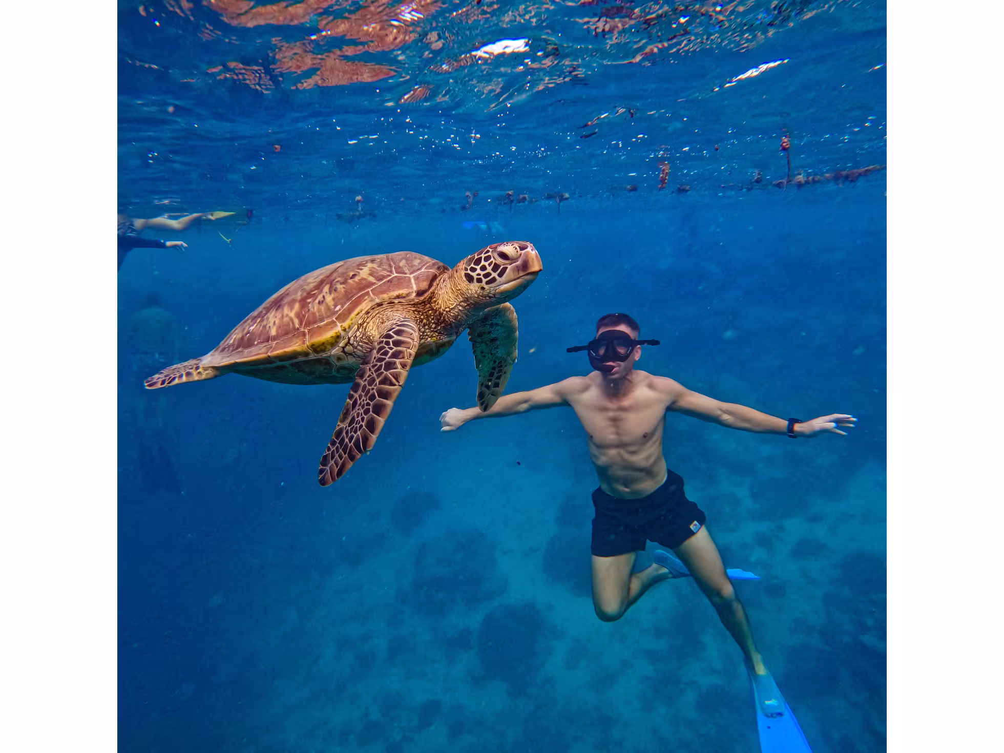 Go Local Turtle with Tourist