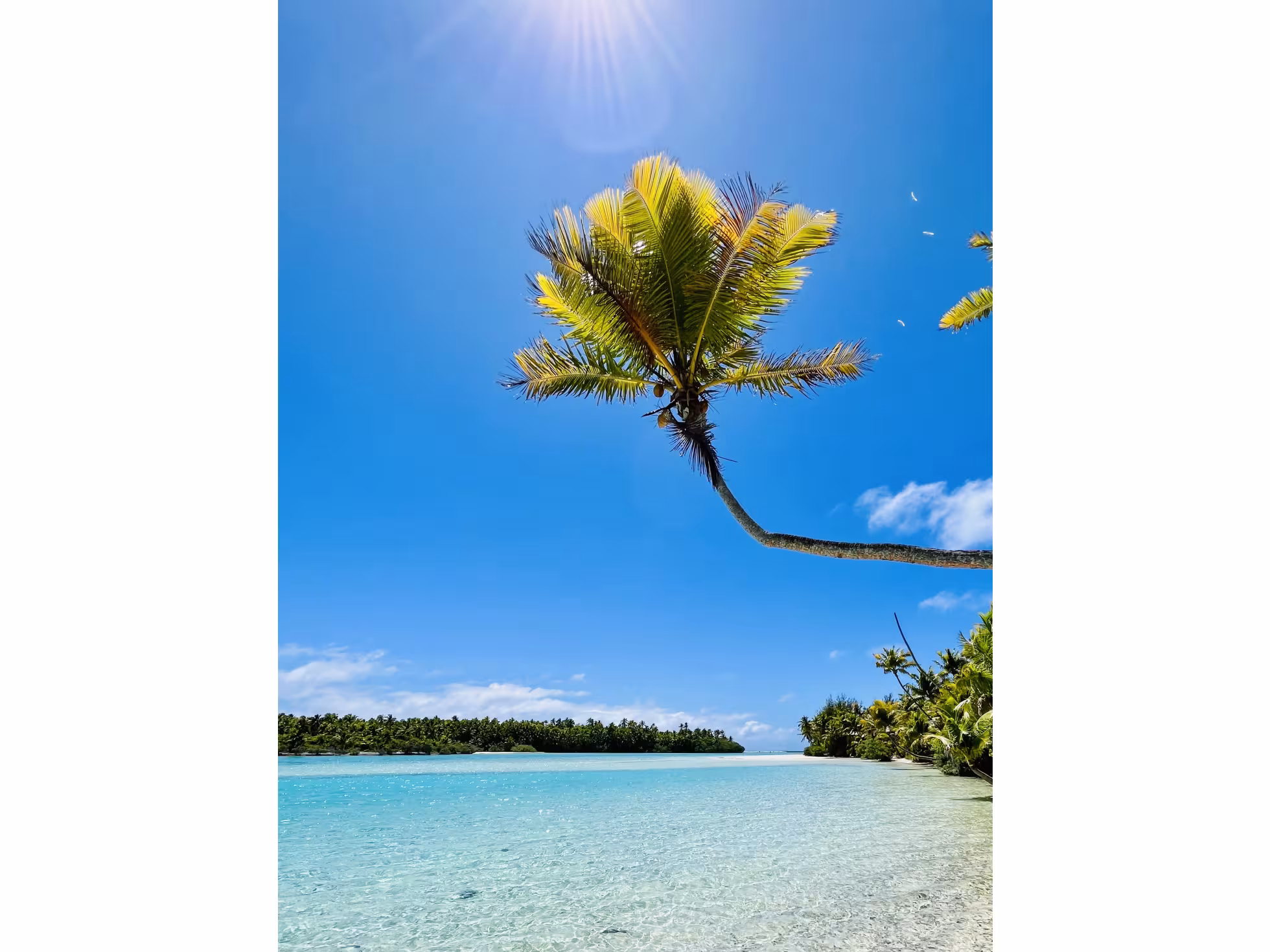 Coconut Tree T Tours