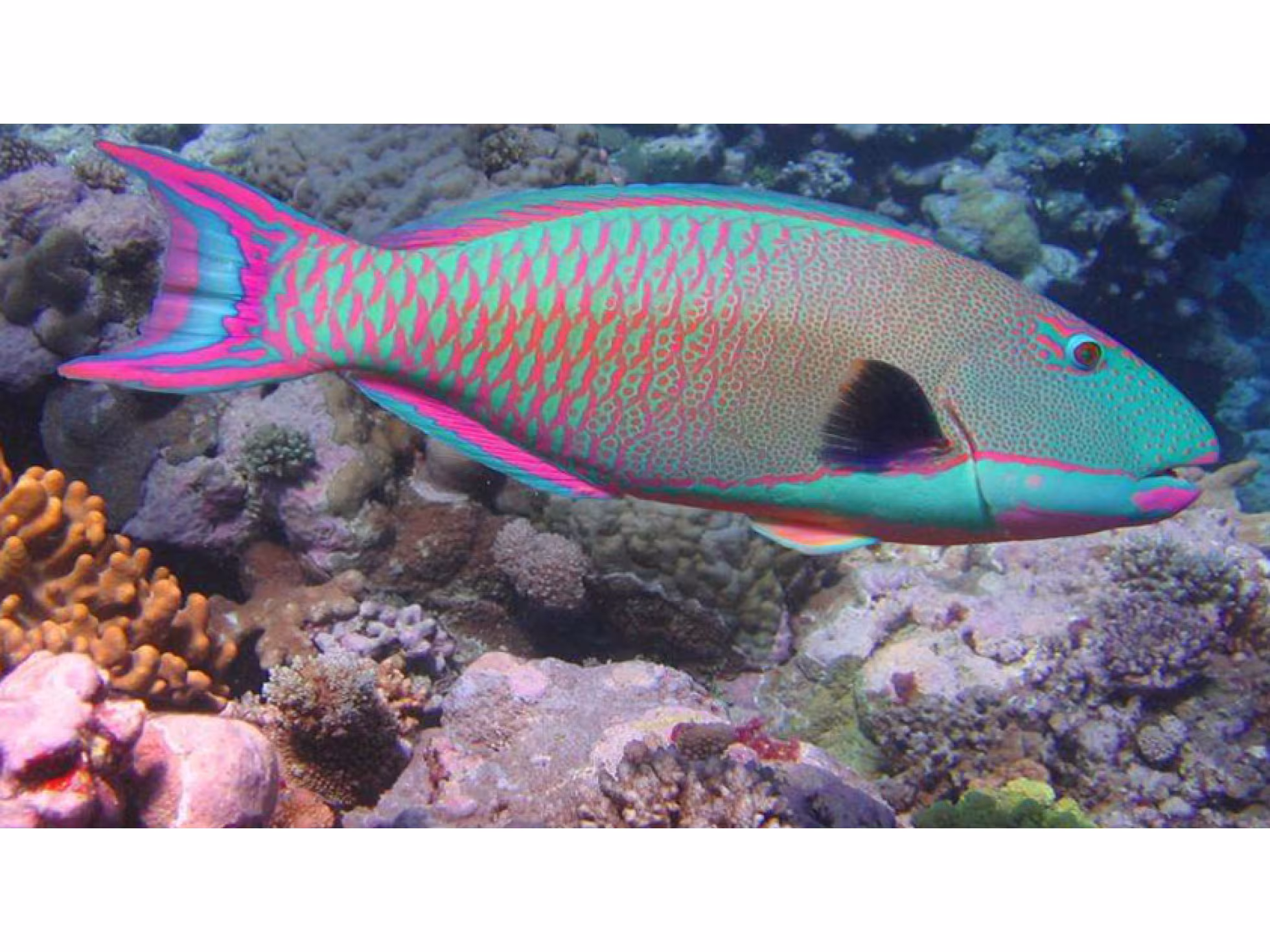 Parrot Fish
