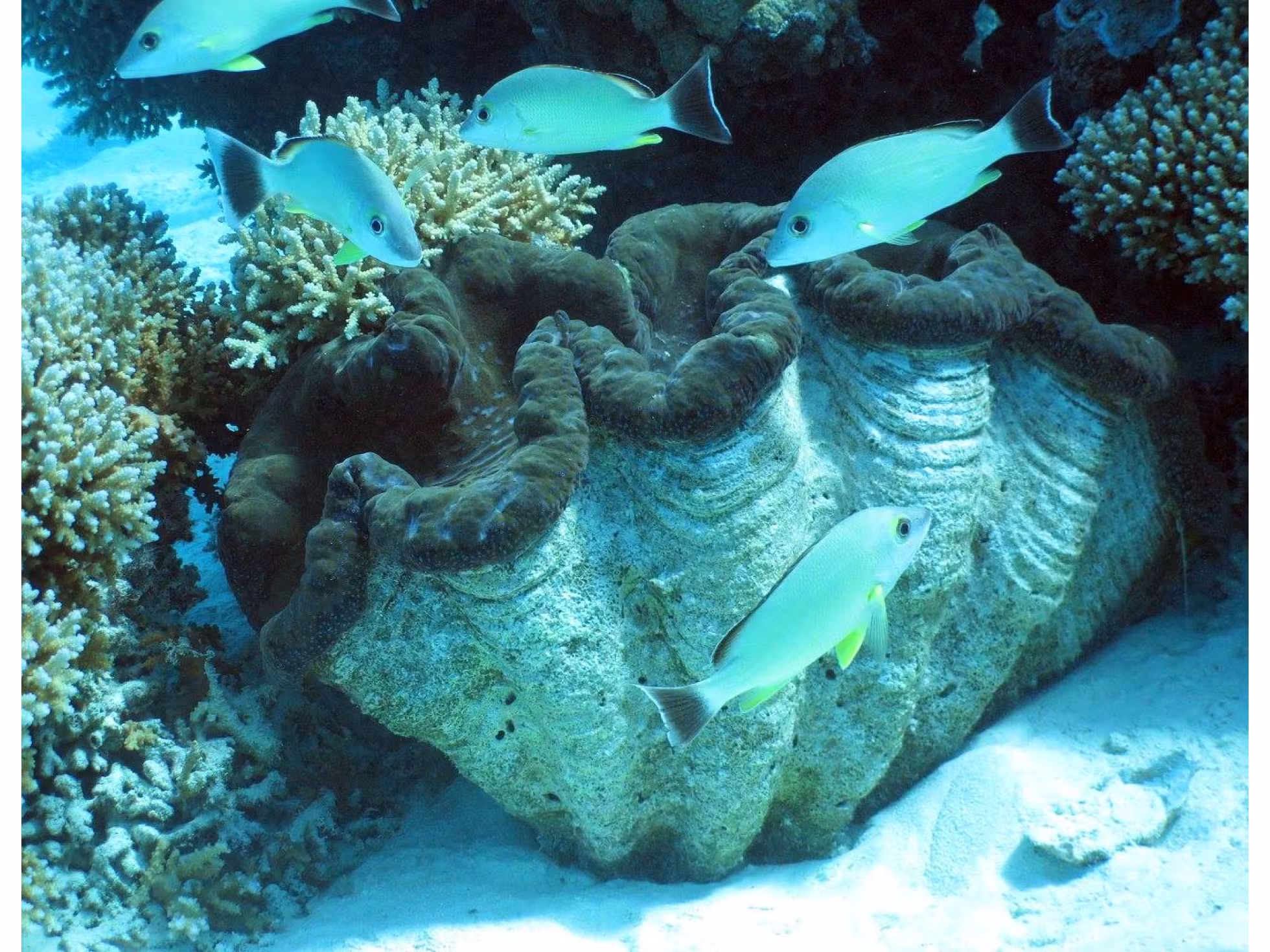 Giant clam 
