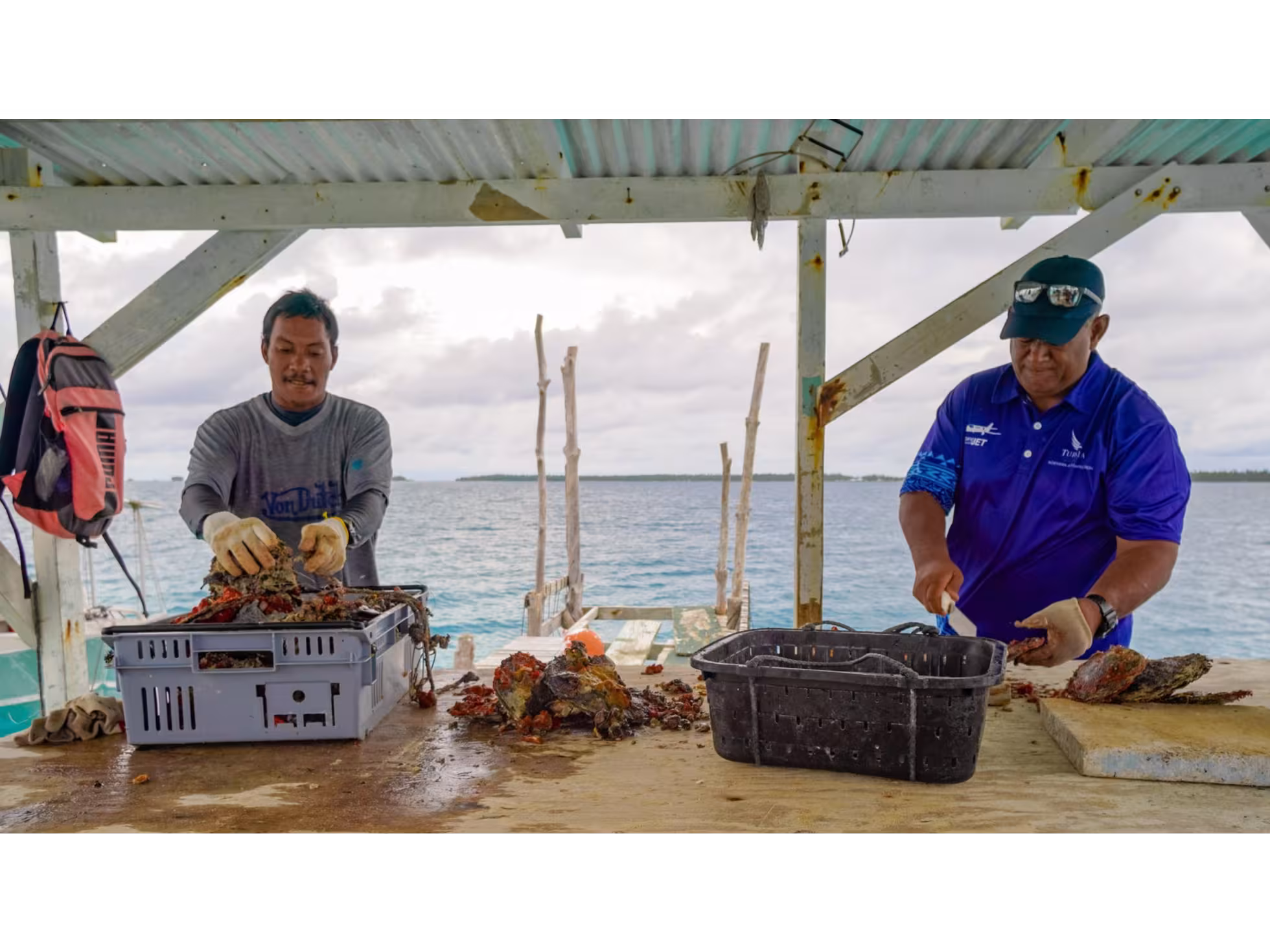 Kora Kora in Manihiki cleaning the Black Pearl Oyster Shell