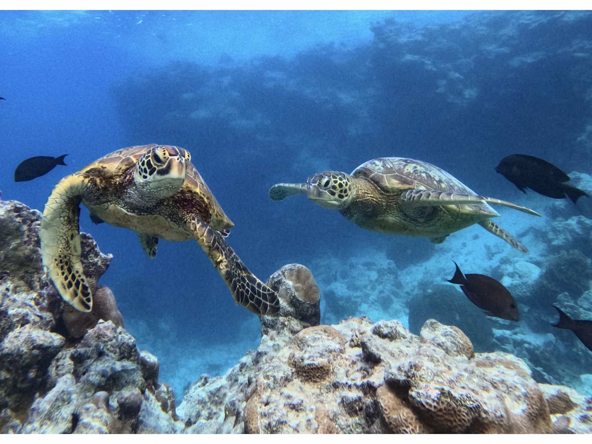 Rarotonga Turtle Tours 4 