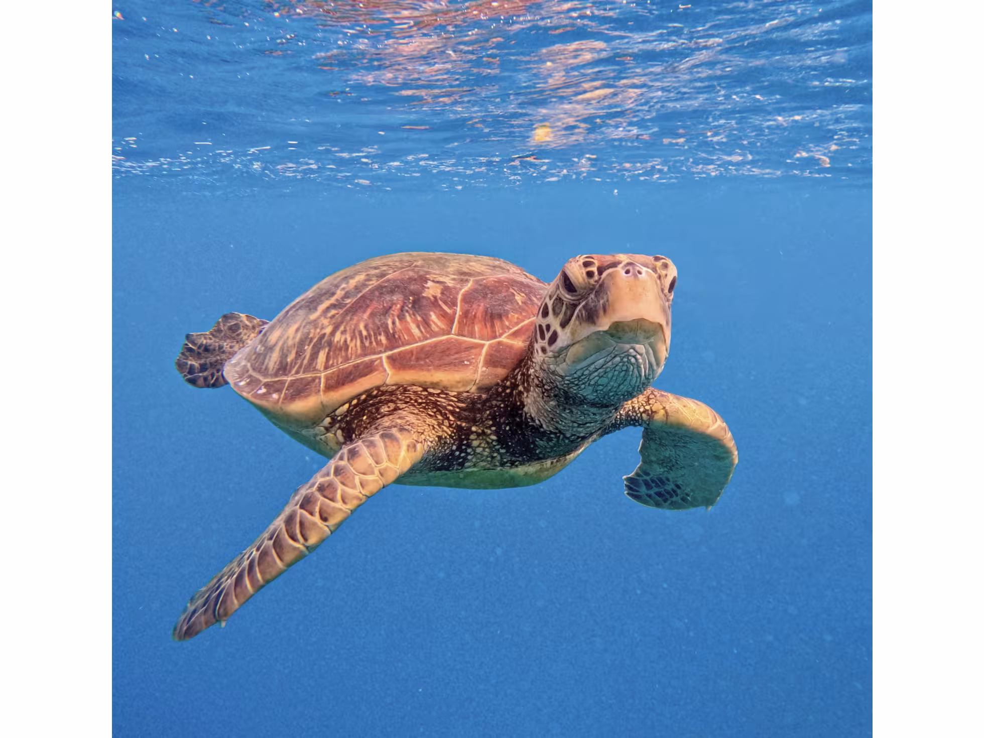 Rarotonga Turtle Tours 2
