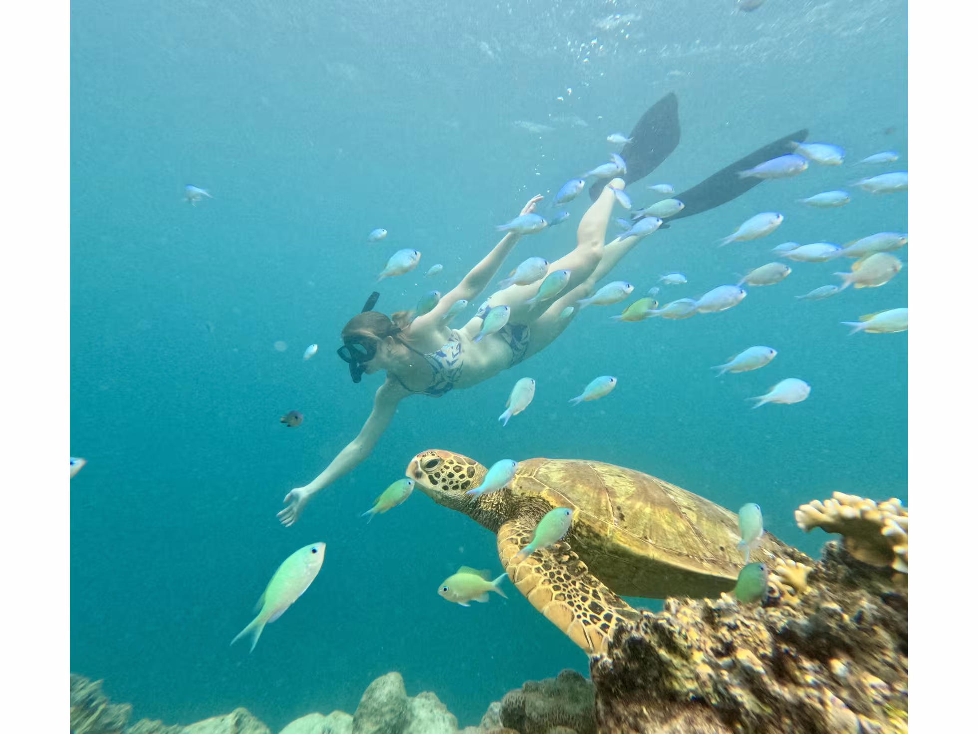 Rarotonga Turtle Tours 3