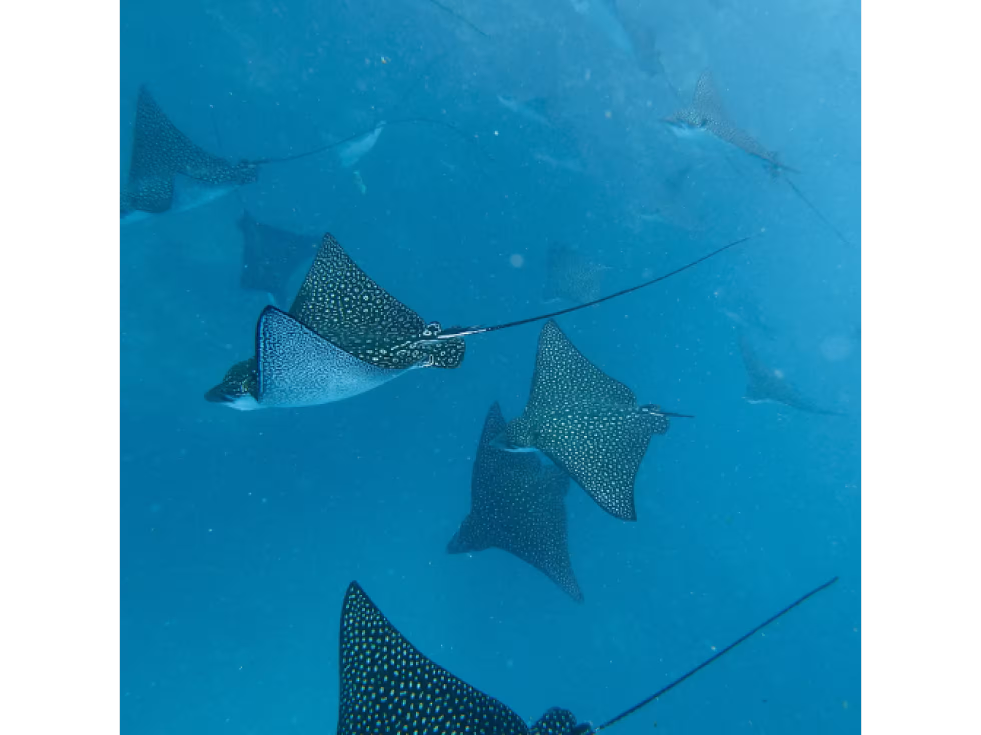 Eagle Rays - Free Diving with Go Local 