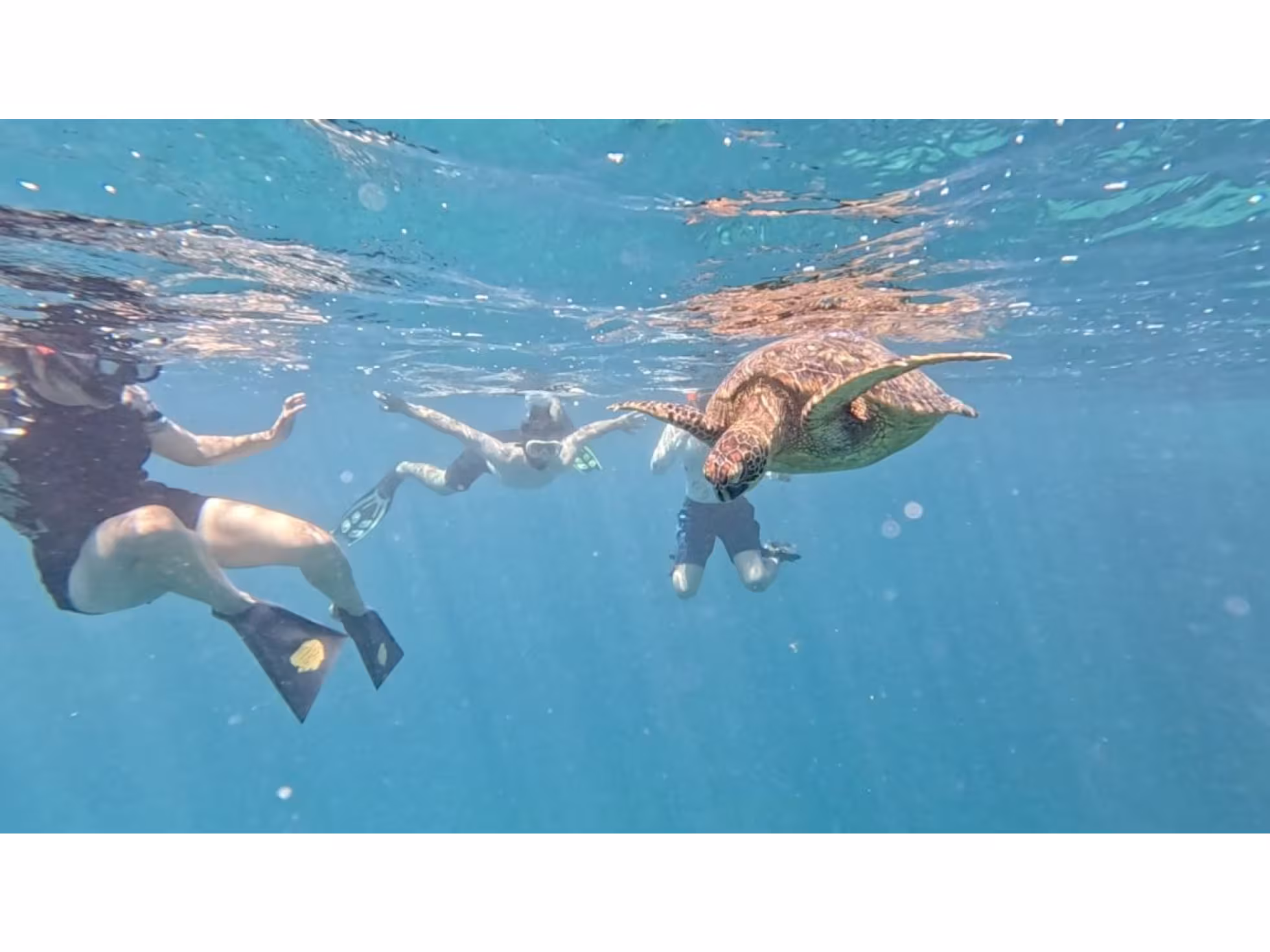 Turtle and swimmer