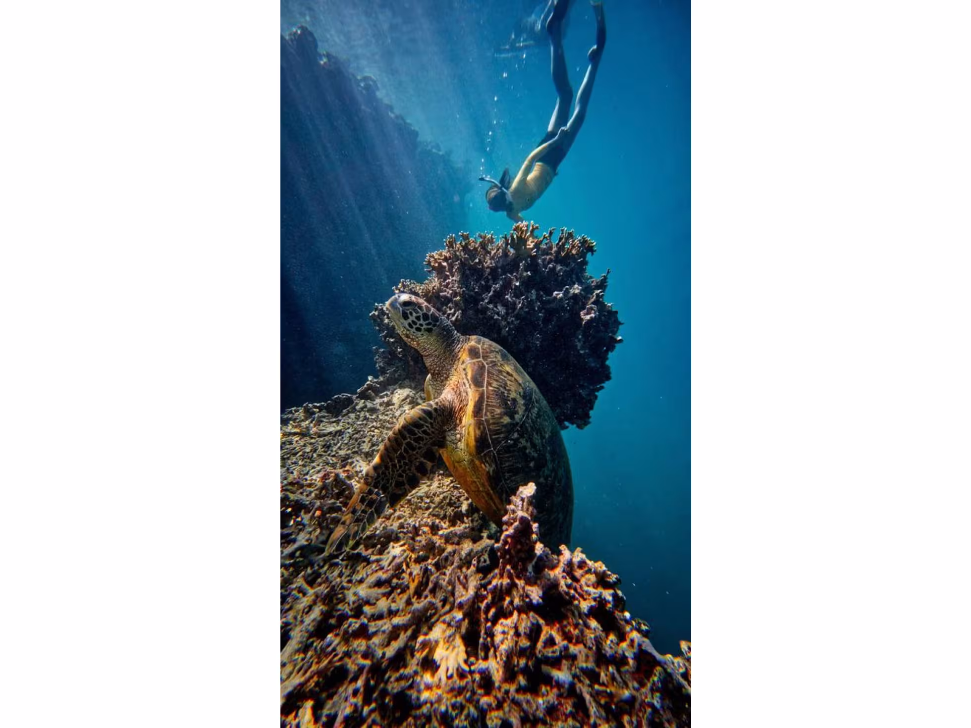Underwater diver and turtle