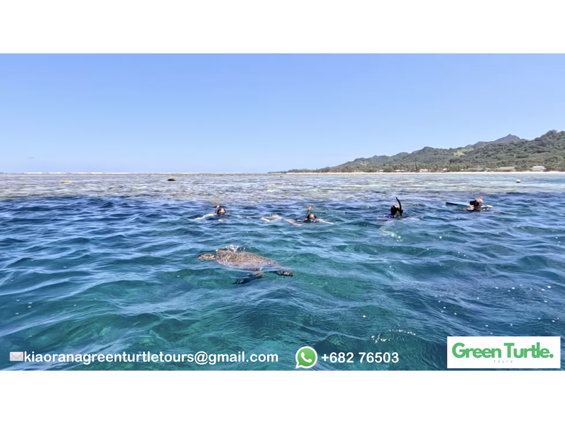 Above water turtles and swimmers